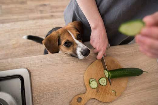 beagle-a-olhar-para-humano-a-cortar-pepino-SW Beagle com a cabeça para cima perto do balcão da cozinha a observar um humano a cortar um pepino numa tábua de cortar.
