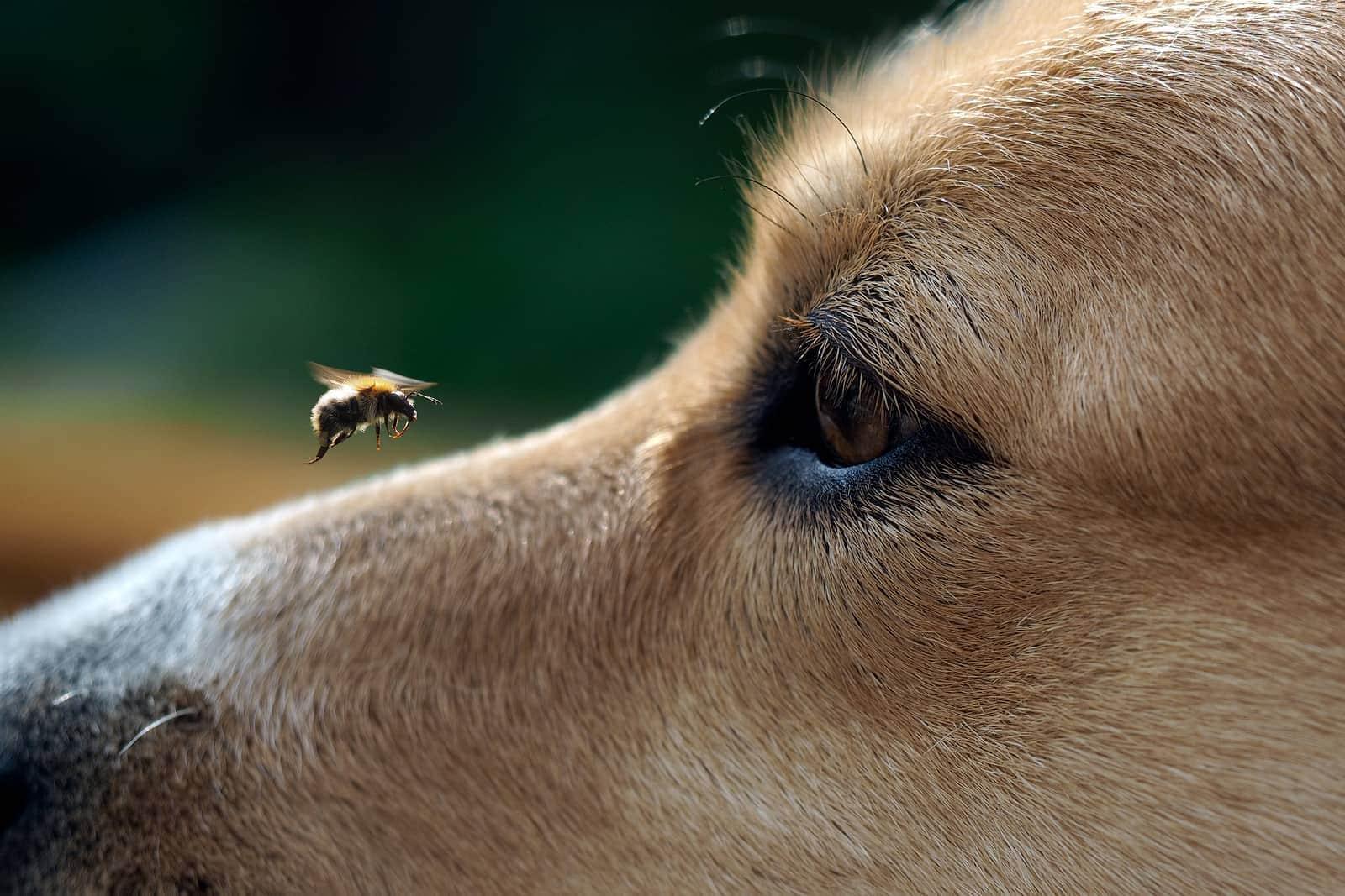 Closeup of a dog watching a bee land on his nose
