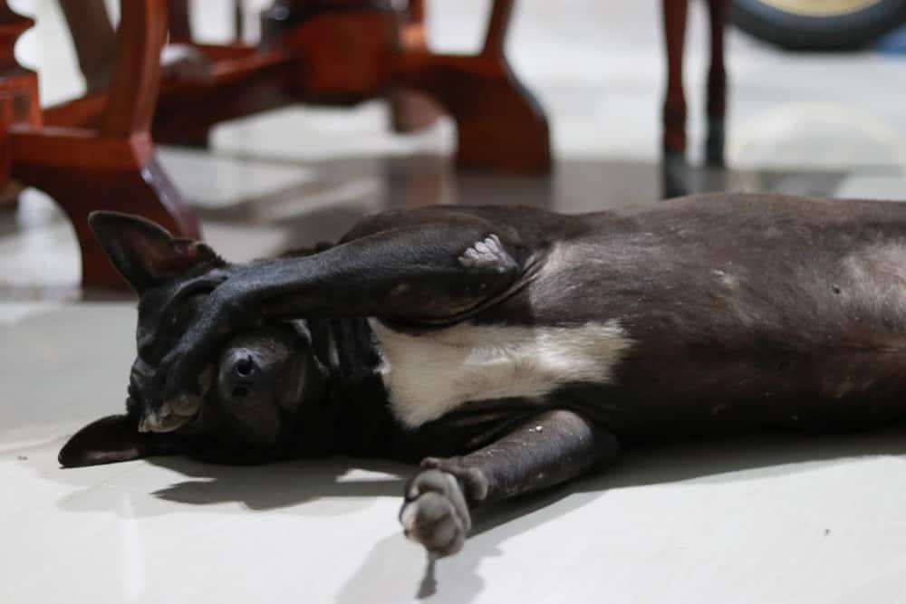 black-dog-puts-paws-over-eyes-SW Cão preto esconde os olhos por baixo da pata.