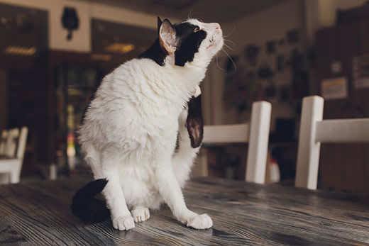 Gato preto e branco sentado na mesa da cozinha a coçar o pescoço. 