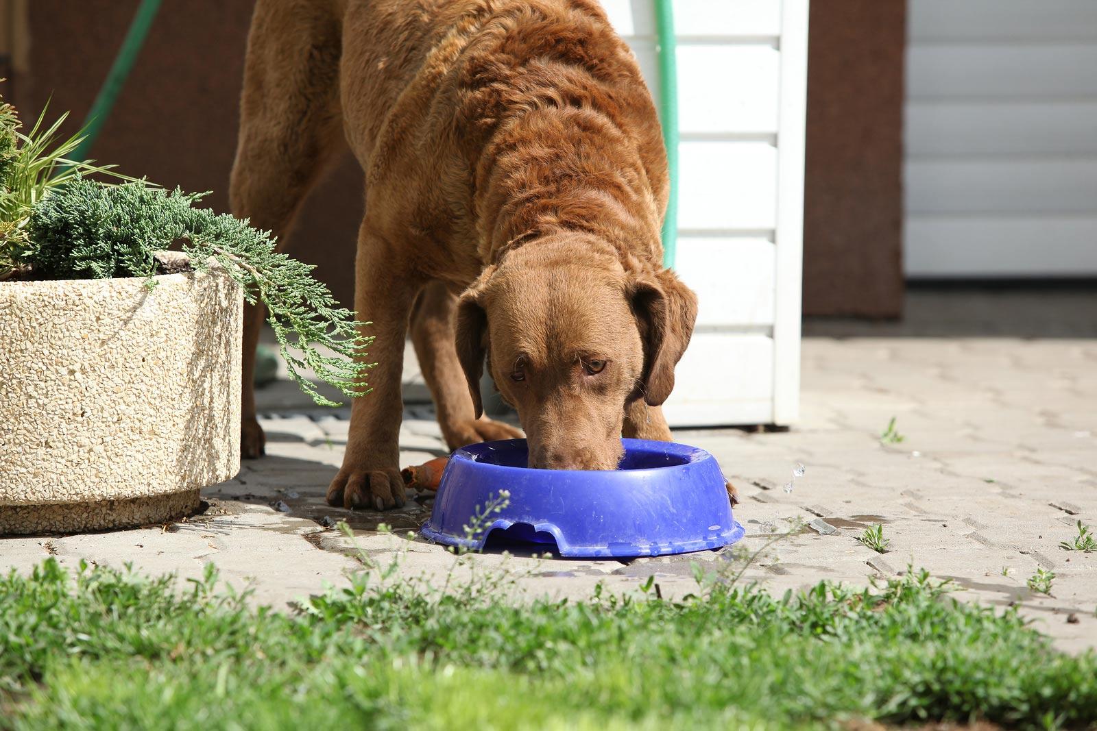 Cão castanho a comer de um comedouro azul no quintal.