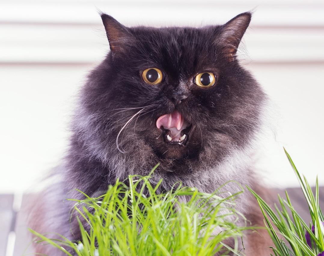 cat-licking-lips-behind-grass Gato de pelo comprido com a boca aberta a mordiscar erva