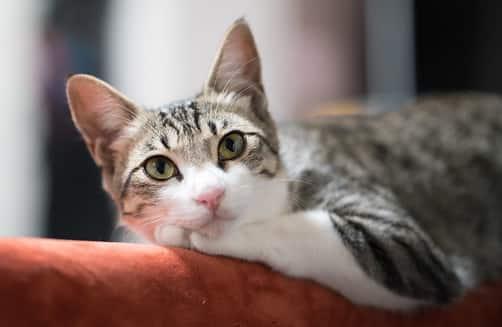 gato relaxado deitado num sofá