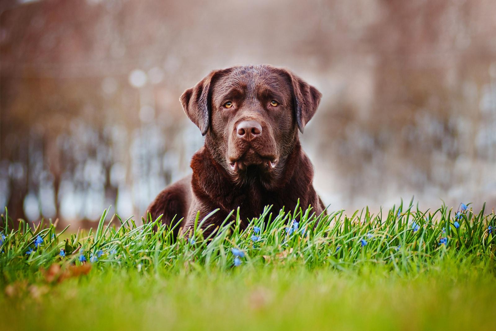 Labrador chocolate sénior deitado num campo.
