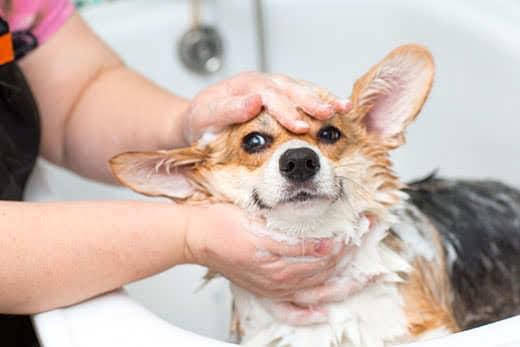 Cão corgi a ser lavado na casa de banho