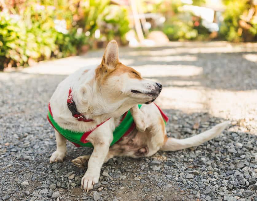corgi-com-uma-camisola-verde-a-coçar-a-orelha-SW Corgi com uma camisola verde a coçar a orelha.