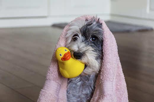 Cão adorável com toalha rosa e pato de borracha amarelo preparado para o banho