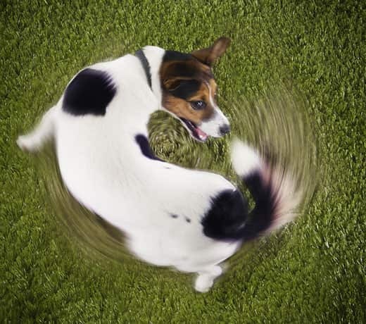 Jack Russell terrier chases tail from an overhead view.