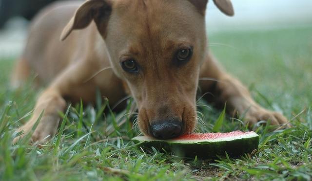 Cão castanho deitado a comer uma fatia de melancia na relva