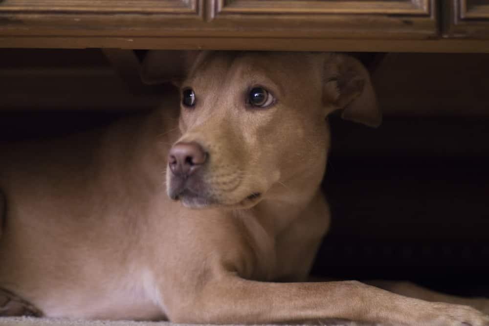 dog-hides-under-coffee-table-SW Cão esconde-se por baixo de uma mesa devido ao fogo de artifício no exterior.