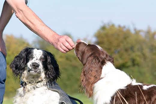 english-springer-spaniel-being-given-treat-SW English Springer Spaniel a receber uma guloseima ao ar livre ao lado de outro spaniel.