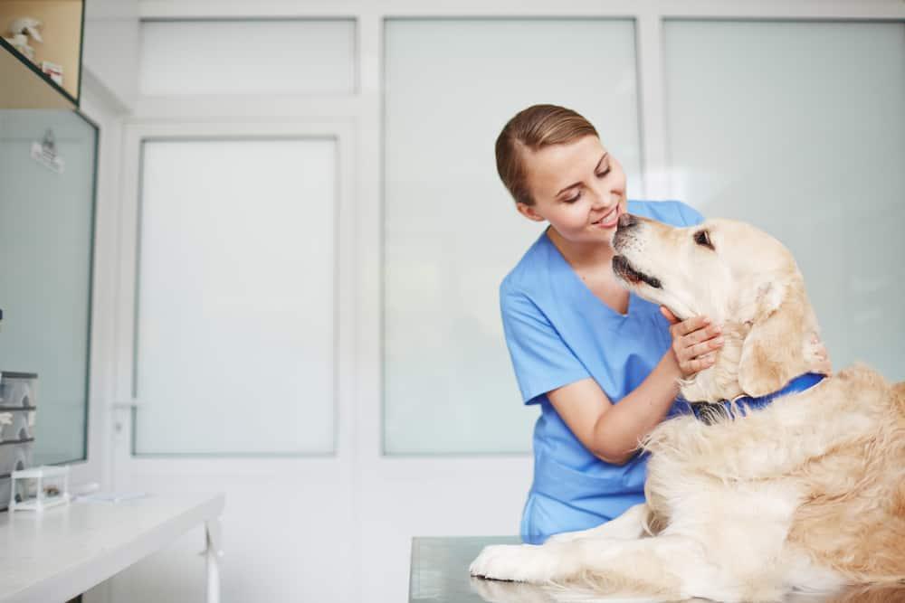 veterinária-a-inspecionar-golden-retriever-SW Jovem veterinária em uniforme azul a inspecionar um golden retriever de coleira azul na mesa durante o check-up.