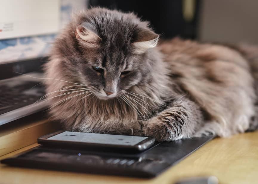 gato-fofinho-a-olhar-para-smartphone-SW Gato fofinho curioso a investigar um smartphone