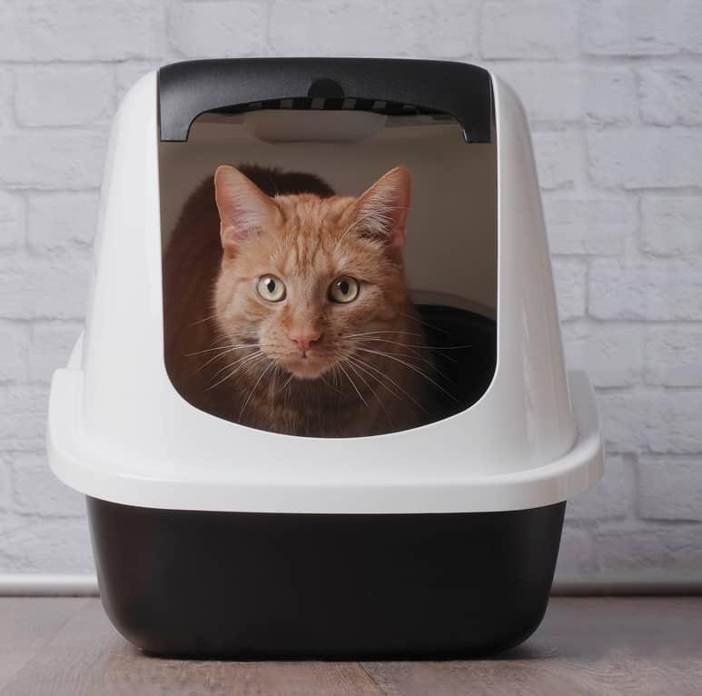 Gato branco com uma coleira azul a bocejar.