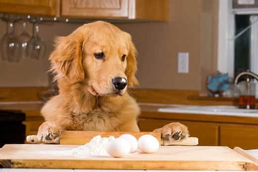 Golden retriever levanta-se para inspecionar o balcão da cozinha com utensílios para cozinhar e ovos em cima.