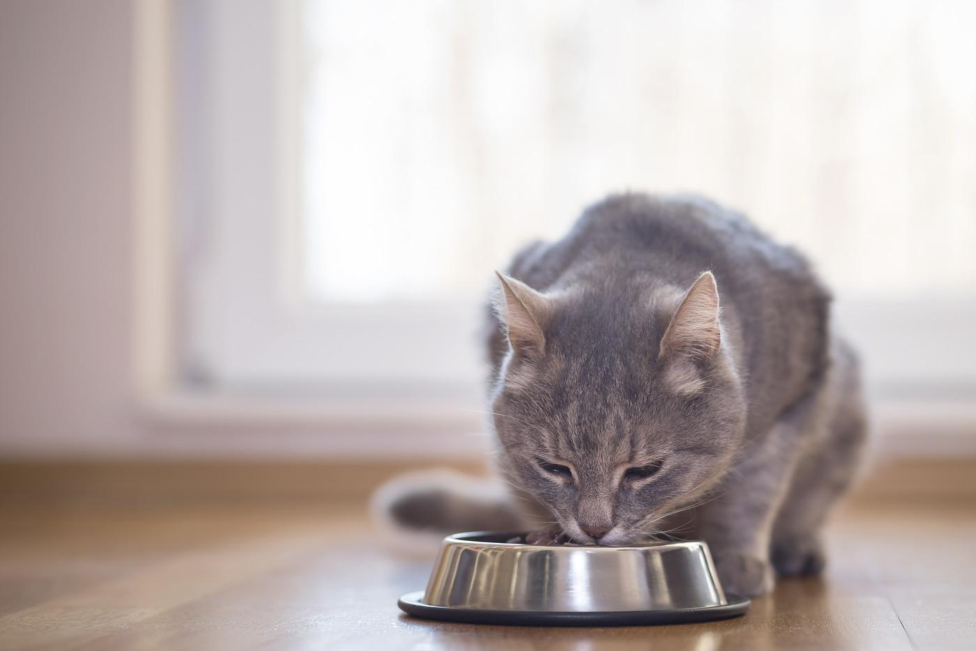 Um lindo gato malhado sentado a comer junto a uma taça de alimento no chão perto da janela da sala de estar.