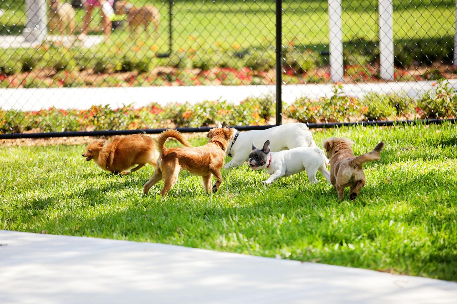 Group of small dogs playing in the dog park