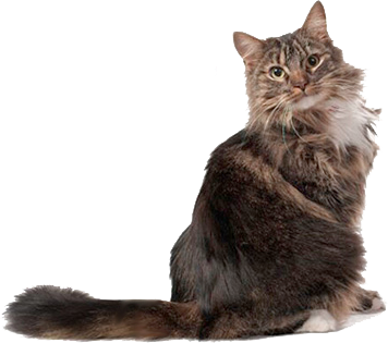 Bola de pelo de um gato