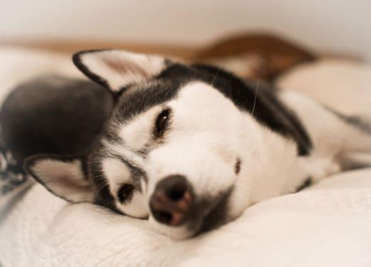 Imagem ampliada de um husky deitado numa cama.