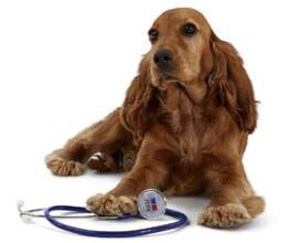 Imagem de um cão Imagem de um cão