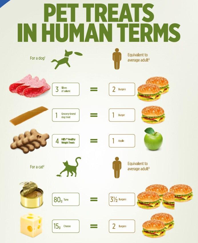Tradutor de biscoitos