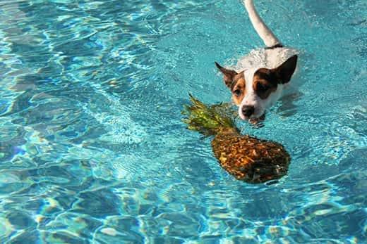 Cão Jack Russell Terrier a nadar em direção a um ananás a flutuar na piscina.