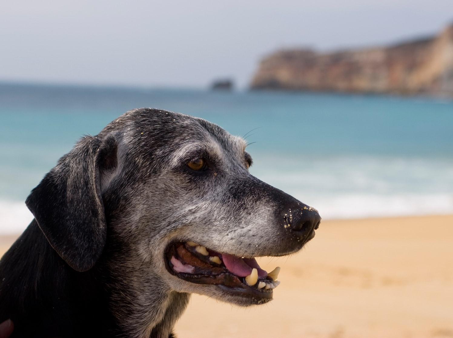 Older black dog with grayed muzzle sits at the beach, ocen in the background.