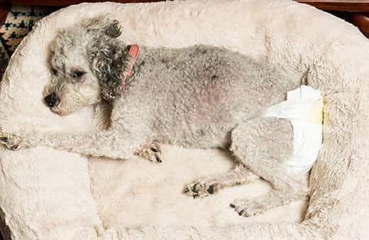 Old grey dog lying in a dog bed wearing a doggy diaper