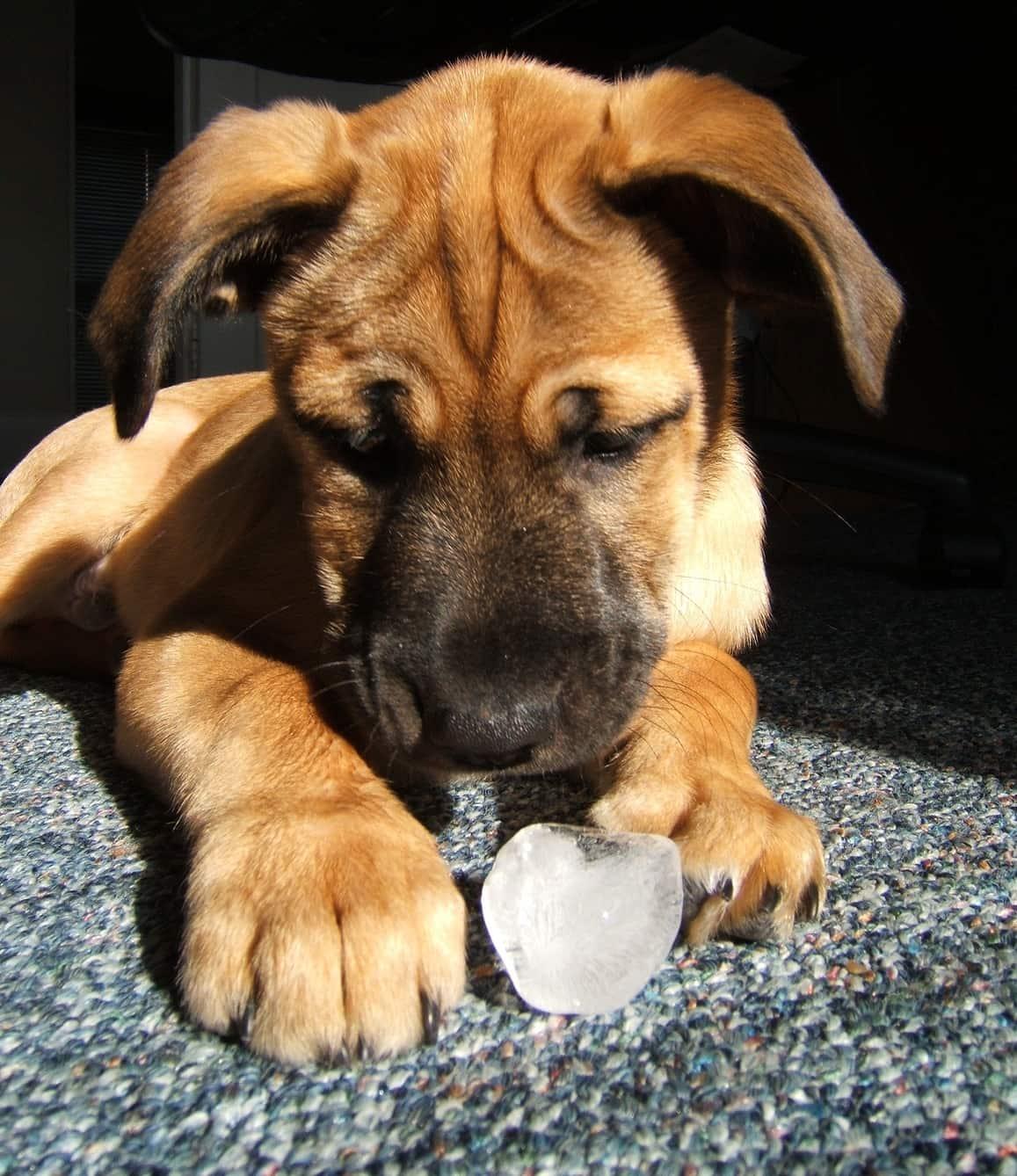 Cachorro a brincar com um cubo de gelo