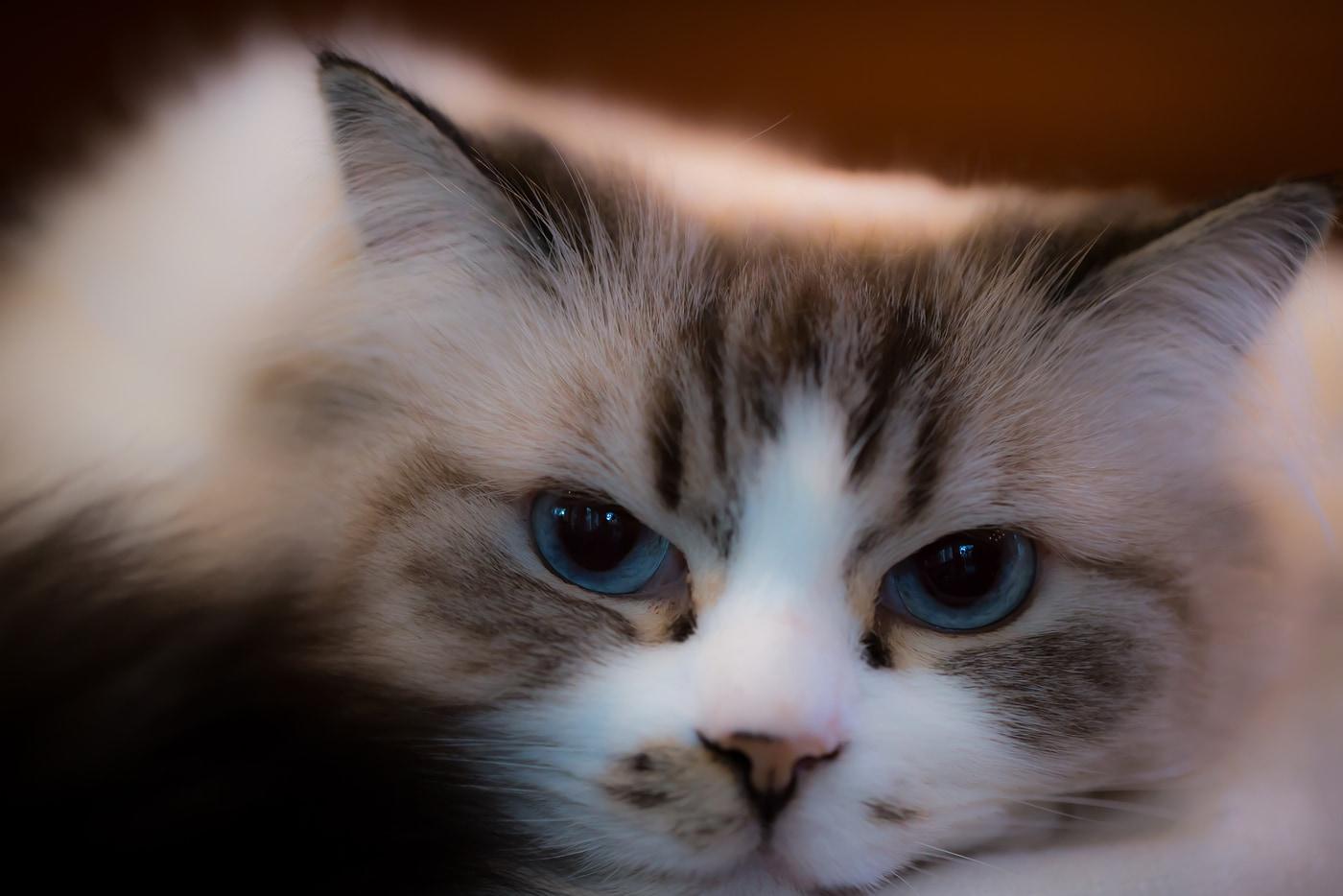 Lindo gato ragdoll com grandes olhos azuis.