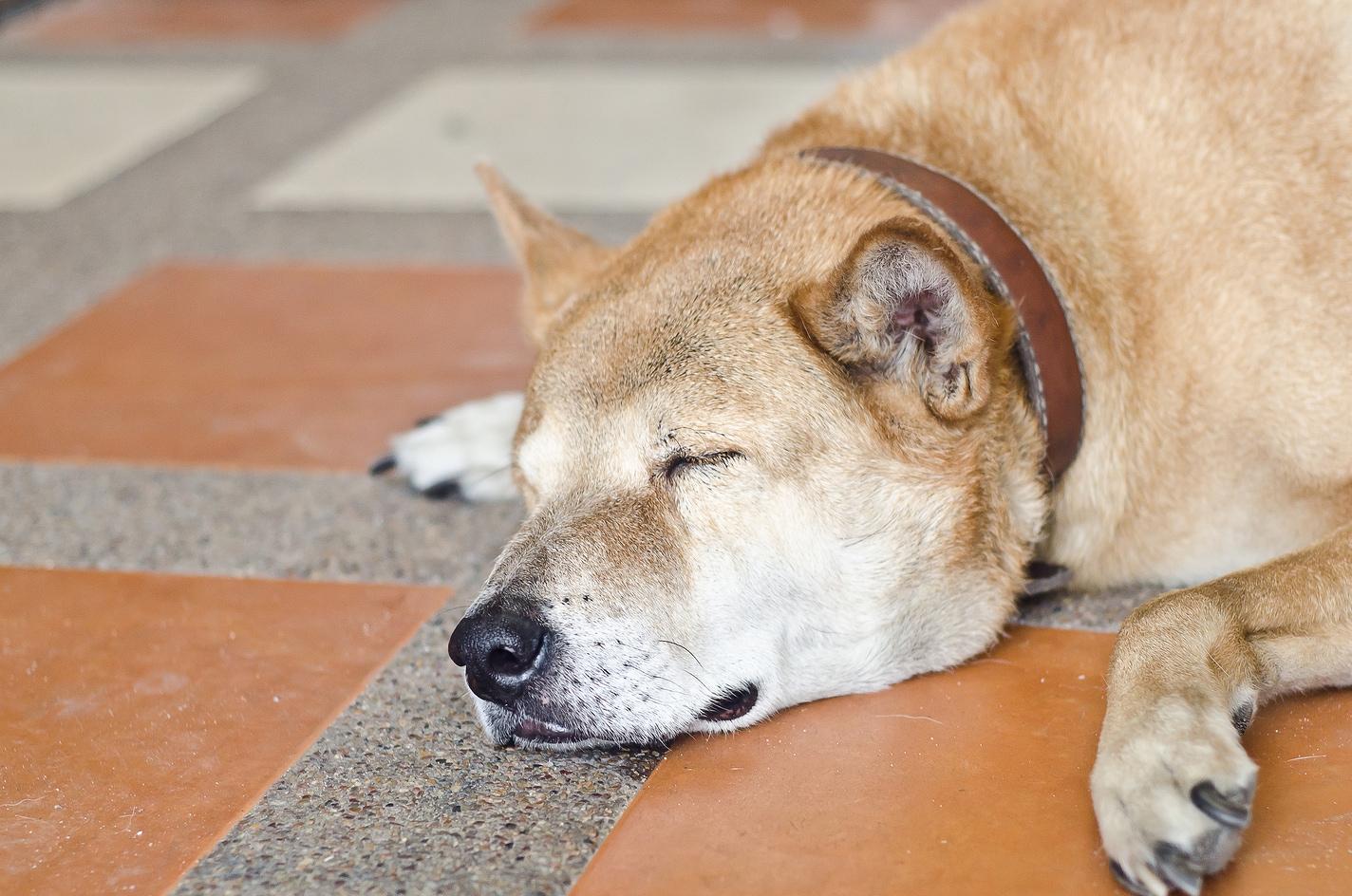 shiba-inu-a-dormir-no-chão Shiba Inu a dormir no chão de azulejos laranja e cinzento