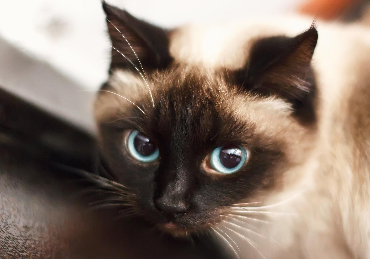 Gatinho siamês com olhos azuis.