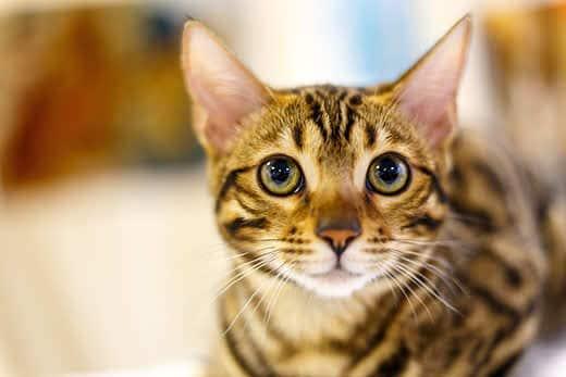 Gato às riscas magro com olhos amarelos grandes.