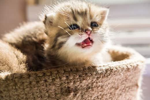 Pequeno gatinho, num cesto, faz um pequeno miau.