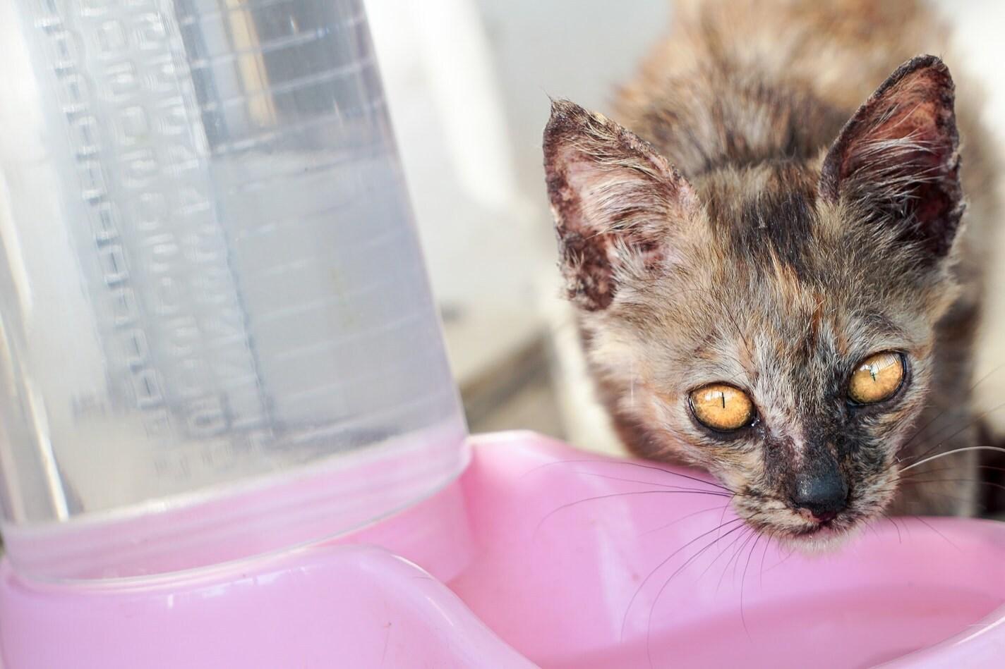 Gato malhado a beber de um bebedouro rosa
