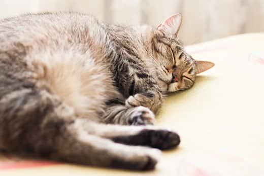 striped-cat-sleeping-SW Gato cinzento às riscas a dormir.