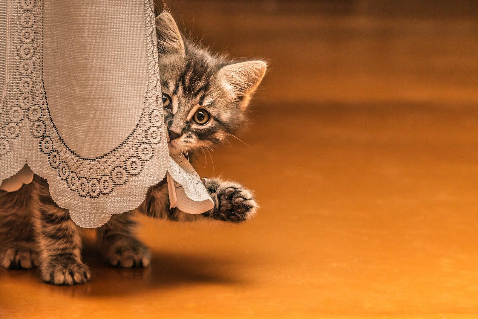 tabby-kitten-behind-table-cloth Little tabby kitten hiding behind a table cloth with paw out.