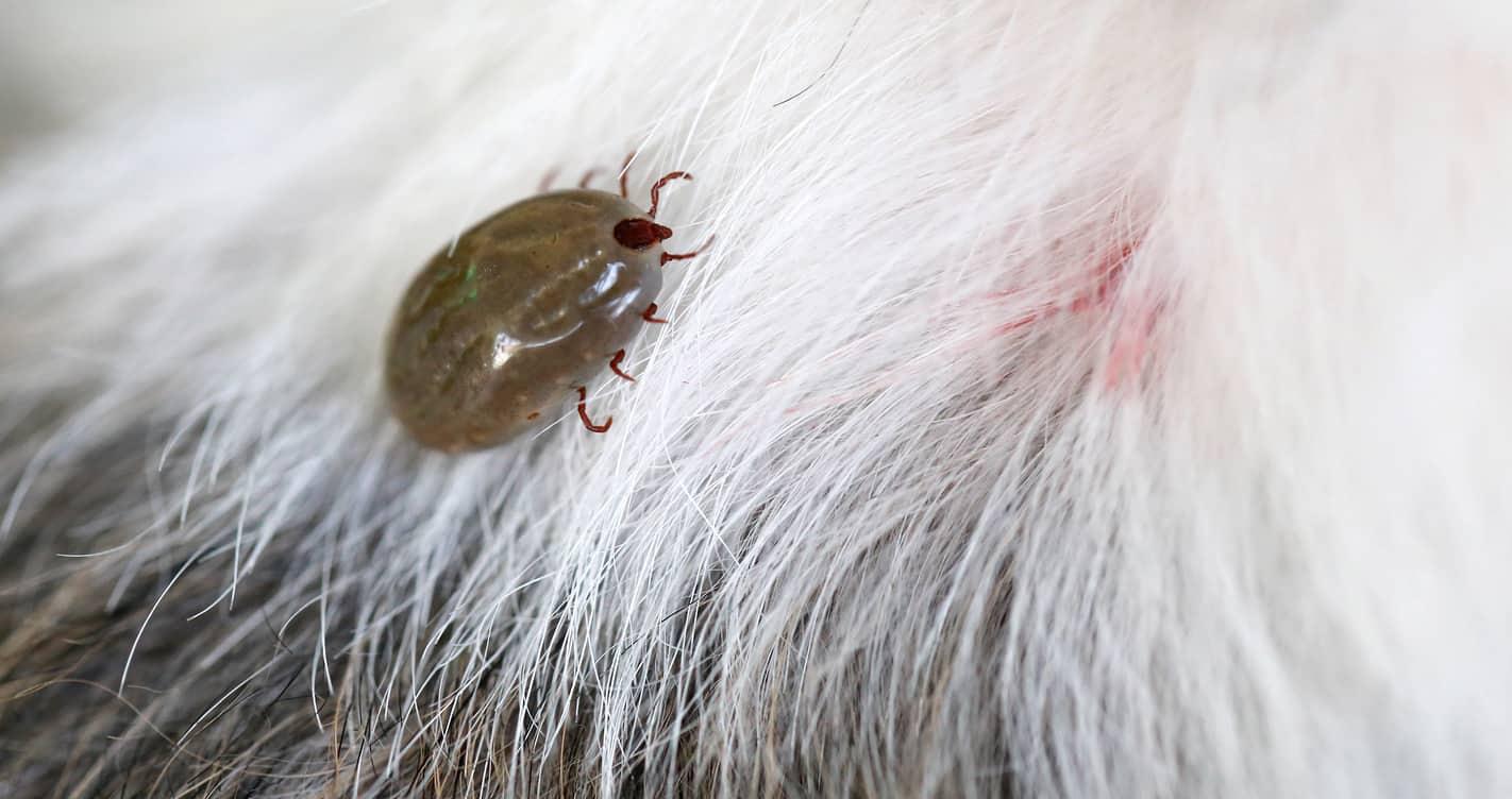 brown tick on white fur of a dog.