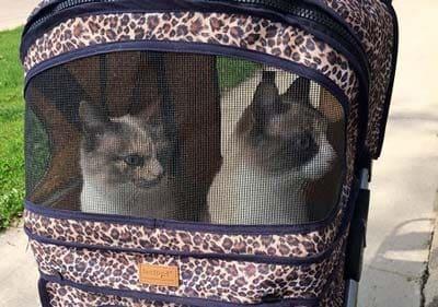 Two cats riding in a cat stroller with leopard print.