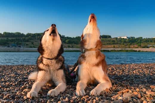Dois huskies a uivar numa praia de um lago.