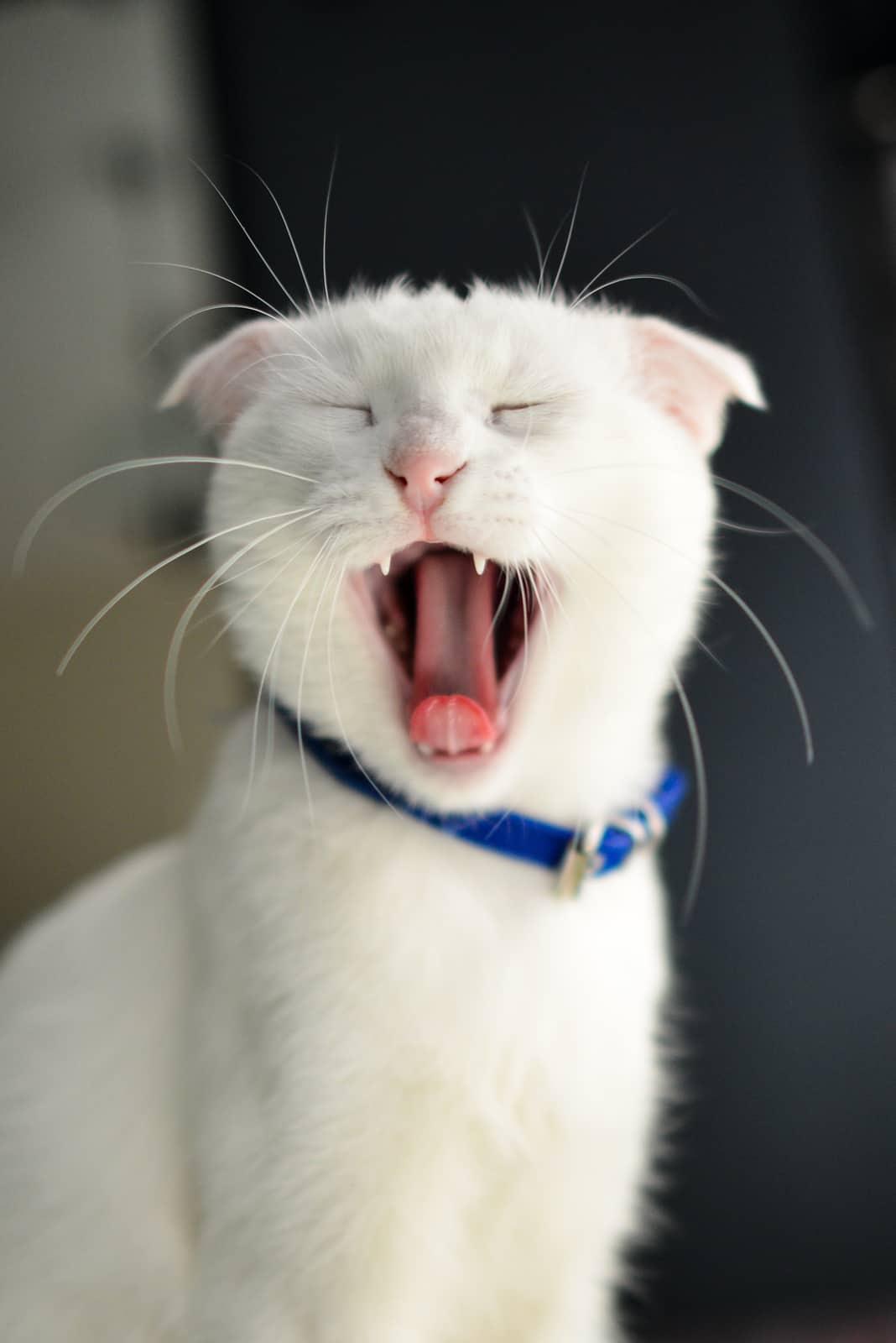 Gato amarelo dentro de uma caixa de areia e a olhar para a câmara.