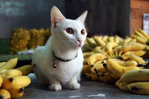 gato branco sentado ao lado de muitos cachos de banana
