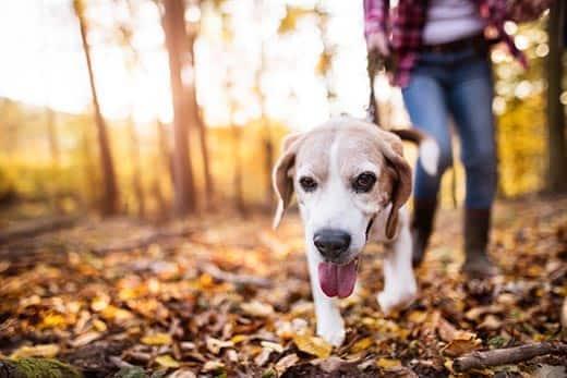 uma mulher passeia um beagle na floresta durante o outono.