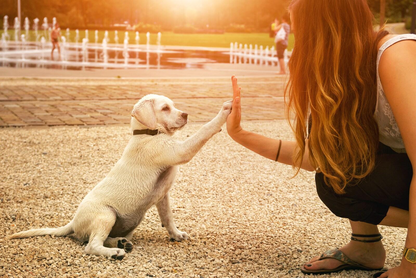 yellow-lab-puppy-high-five Yellow lab puppy and woman high-fiving in park at sunset.