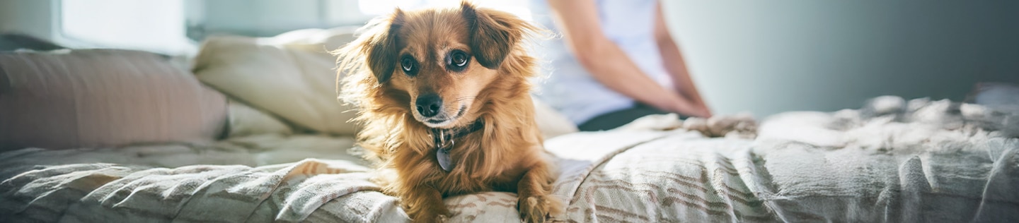 Cão deitado na beira da cama com o seu dono ao fundo