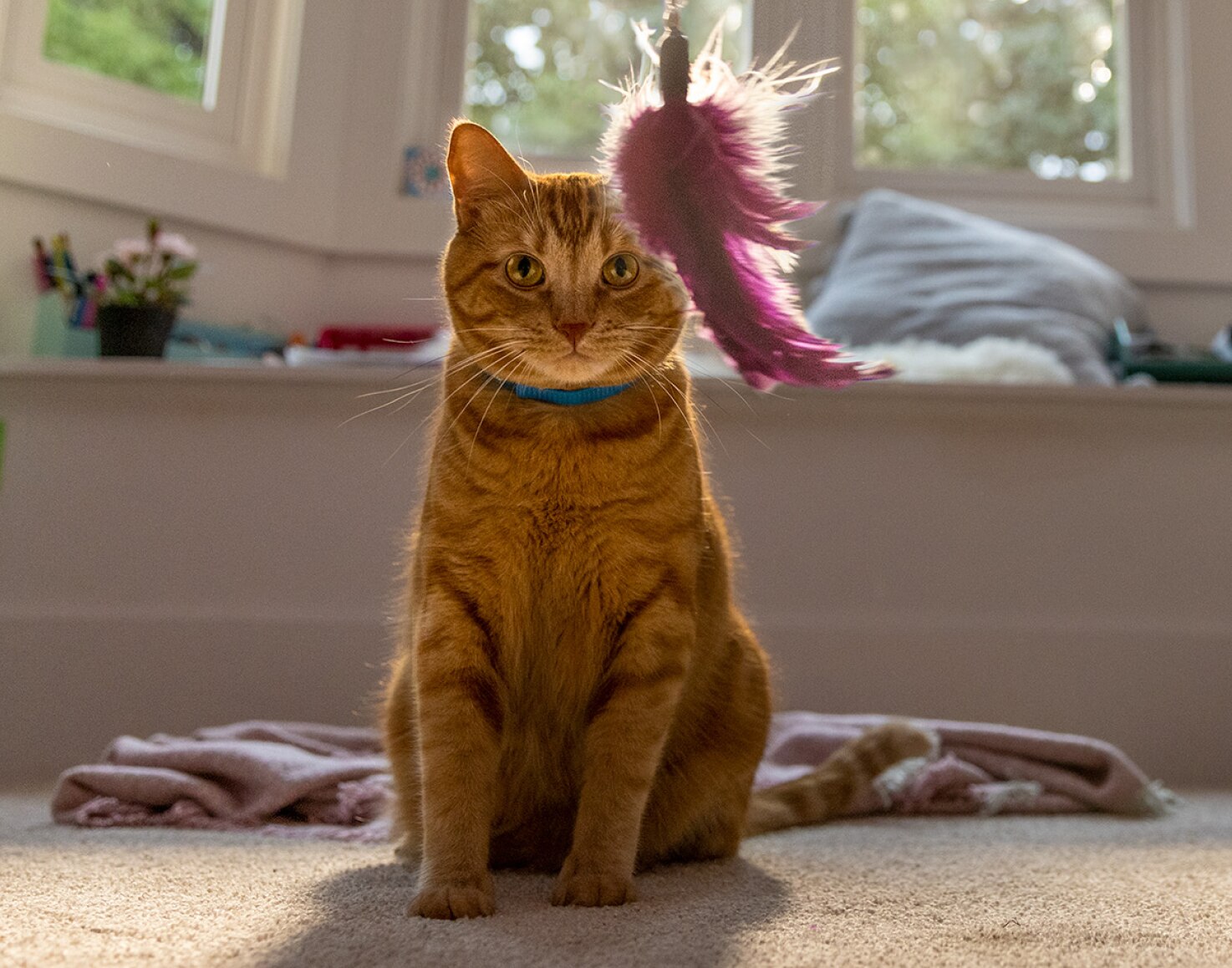 Um gato a olhar para um brinquedo em movimento