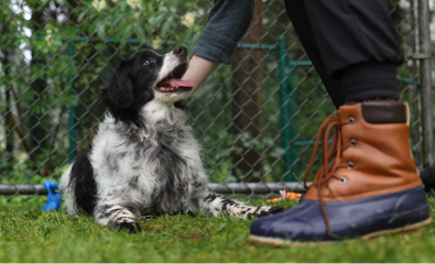 Cão pequeno feliz a ser acariciado num jardim