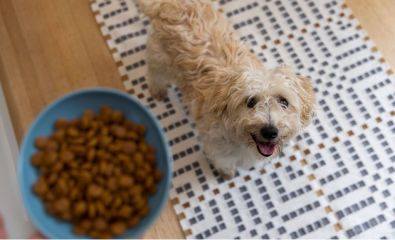 Cão observando um comedouro com alimento