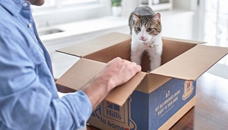 Photo of a cat playing in a box