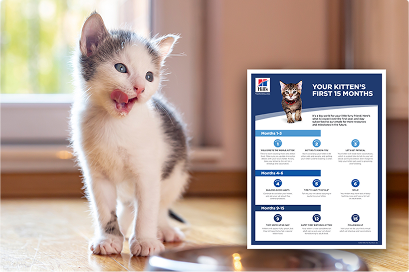 A grey and white kitten and an informational guide form